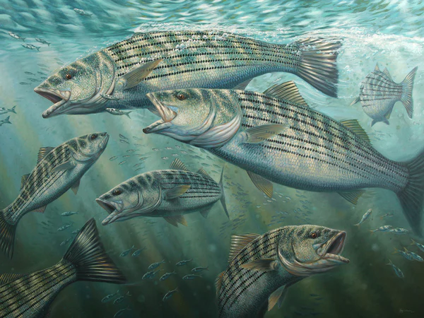 Striped bass fishing on Long Island